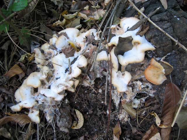 Skeletocutis