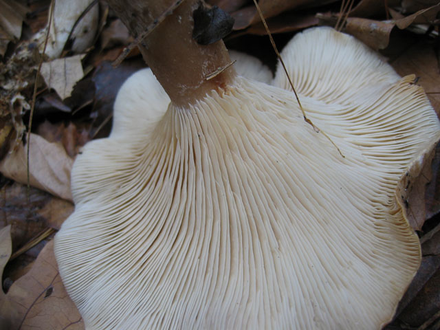Clitocybe ... da determinare