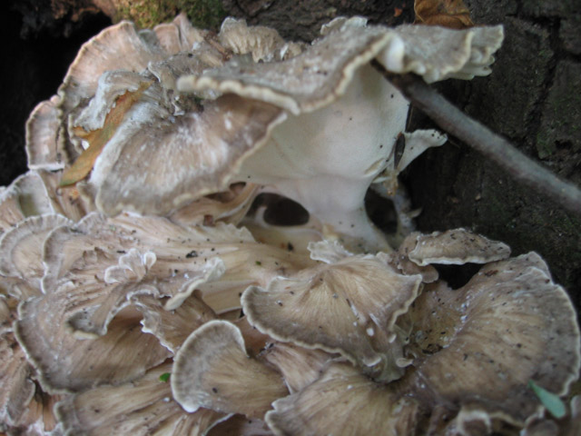 I grandi Funghi: Grifola frondosa