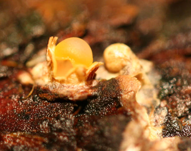 Sphaerobolus stellatus