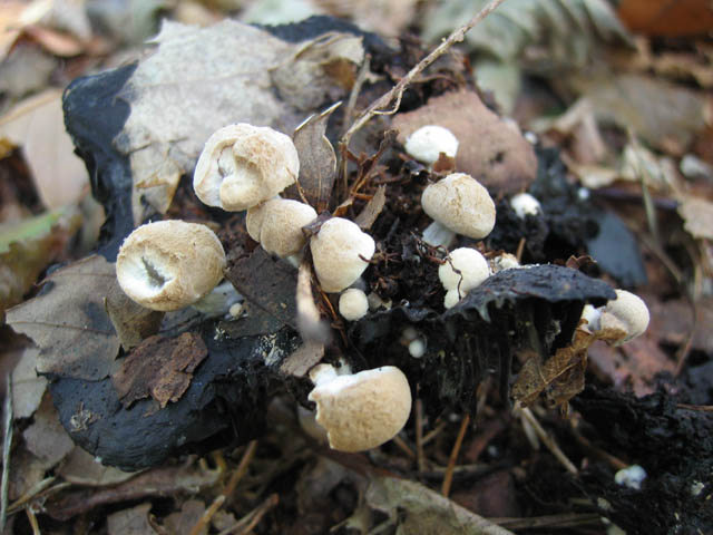 Asterophora lycoperdoides ....aggiornamento