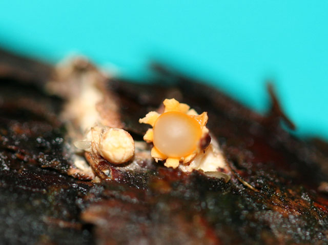 Sphaerobolus stellatus