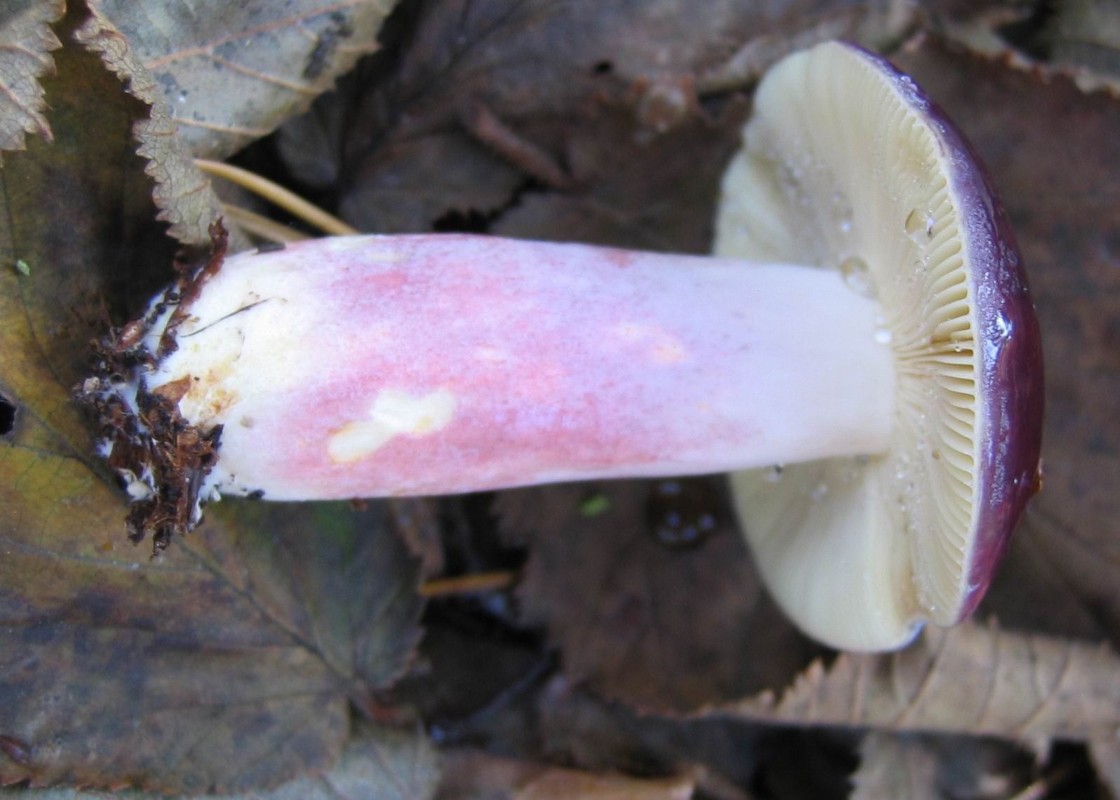 Russula sardonia