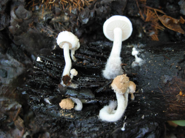 Asterophora lycoperdoides ....aggiornamento