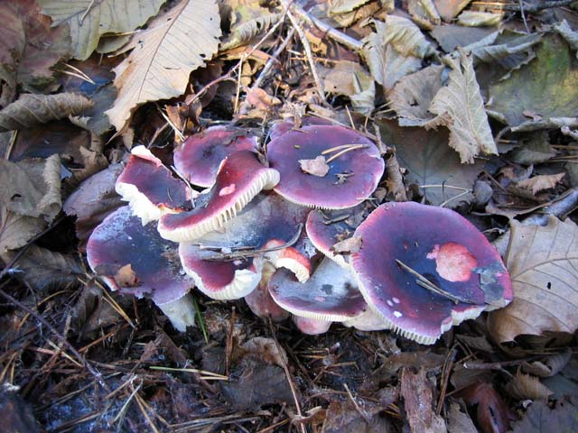 Russula sardonia