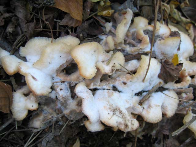 Skeletocutis