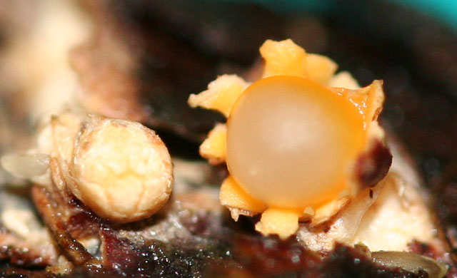 Sphaerobolus stellatus