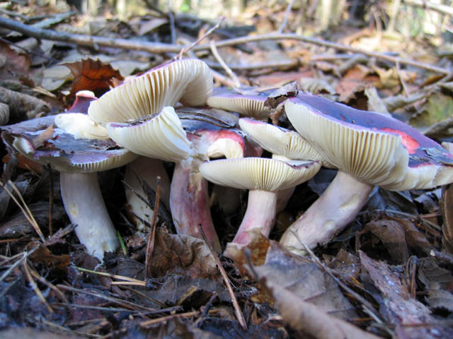 Russula sardonia