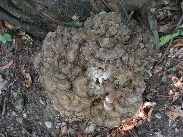 I grandi Funghi: Grifola frondosa