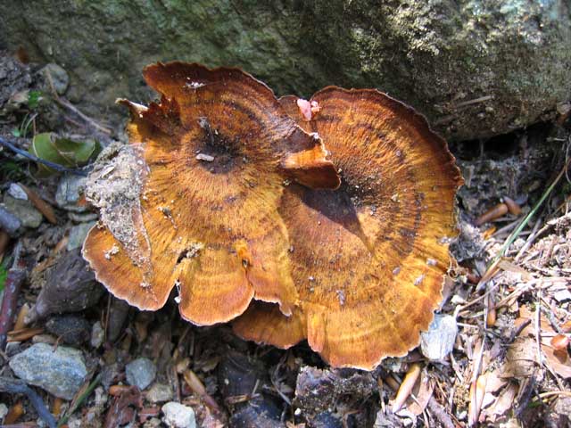 Coltricia perennis? (Coltricia perennis)