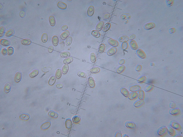 Coltricia perennis? (Coltricia perennis)