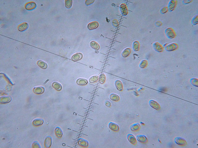 Coltricia perennis? (Coltricia perennis)