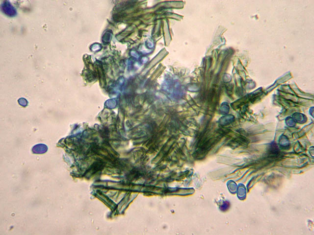 Coltricia perennis? (Coltricia perennis)