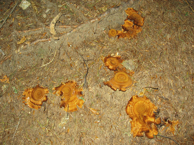 Coltricia perennis? (Coltricia perennis)