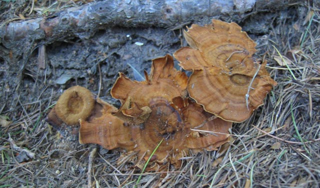 Coltricia perennis? (Coltricia perennis)