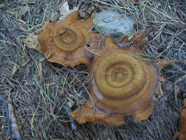Coltricia perennis? (Coltricia perennis)