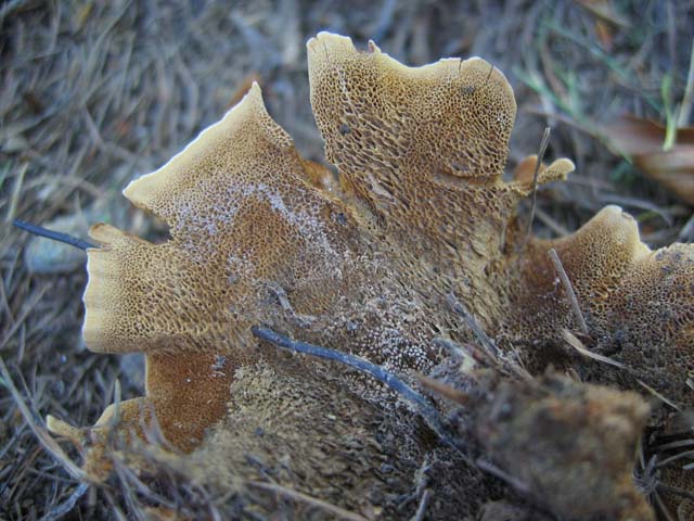 Coltricia perennis? (Coltricia perennis)