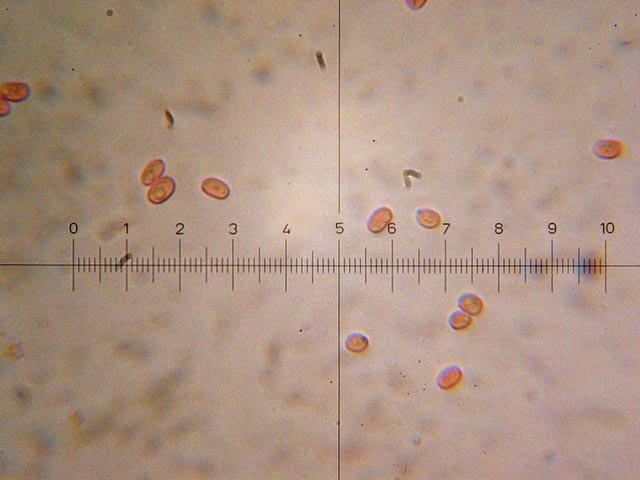 Coltricia perennis? (Coltricia perennis)