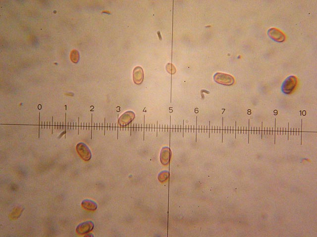 Coltricia perennis? (Coltricia perennis)