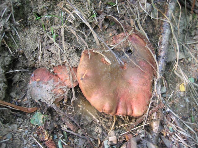 Xerocomus o Boletus ??