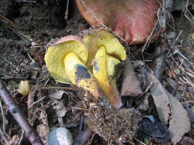 Xerocomus o Boletus ??