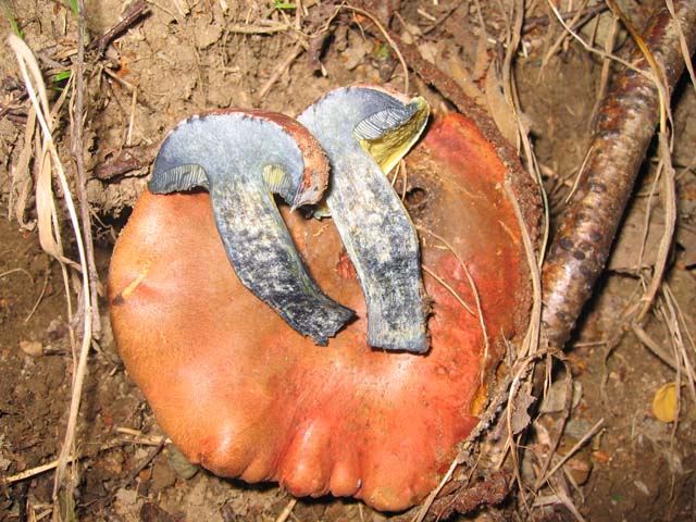 Xerocomus o Boletus ??