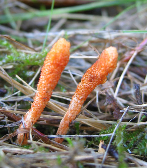 Cordyceps militaris