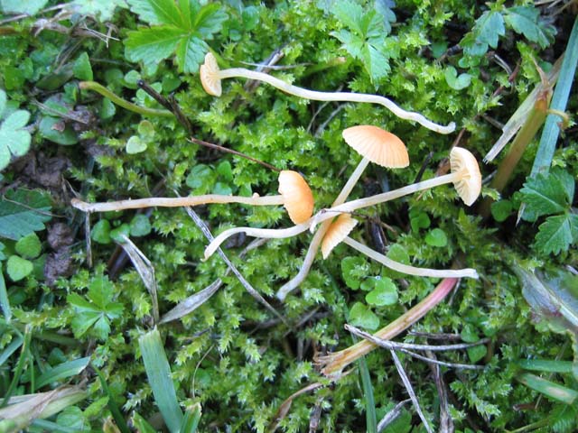 Galerina da determinare; Desio -MI-