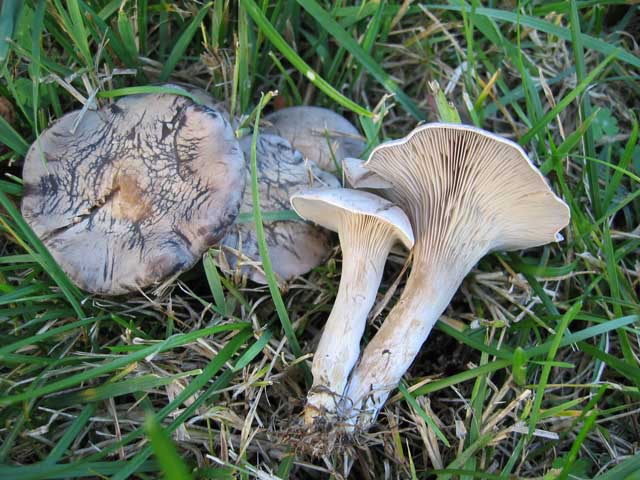 Rhodocybe popinalis
