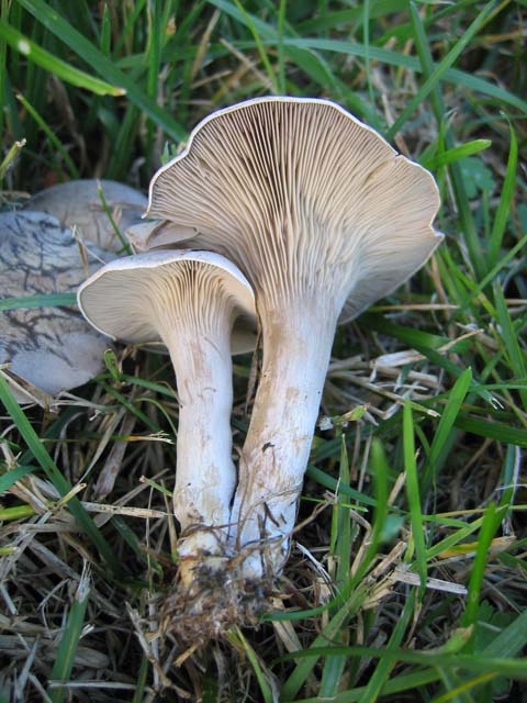 Rhodocybe popinalis