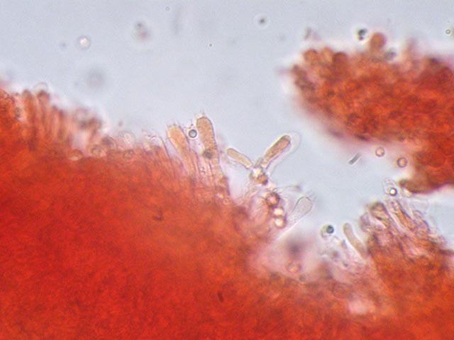 Rhodocybe popinalis