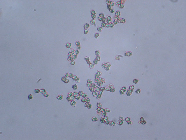 Rhodocybe popinalis