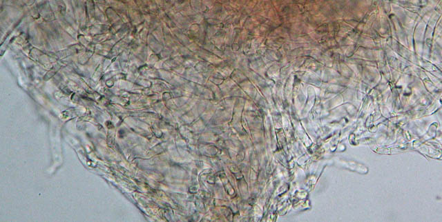 Rhodocybe popinalis