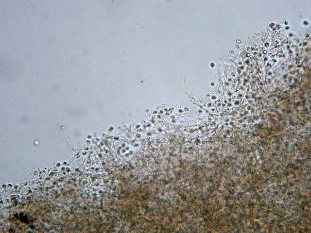 Rhodocybe popinalis