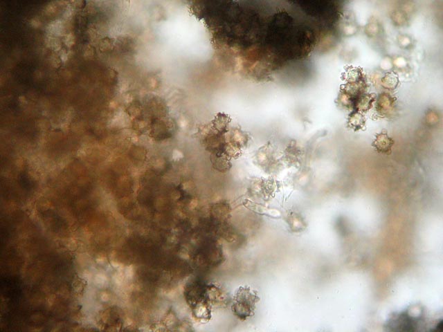 Asterophora lycoperdoides ....aggiornamento