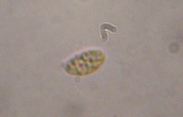 Clitocybe ... da determinare