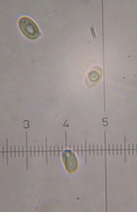 Clitocybe ... da determinare