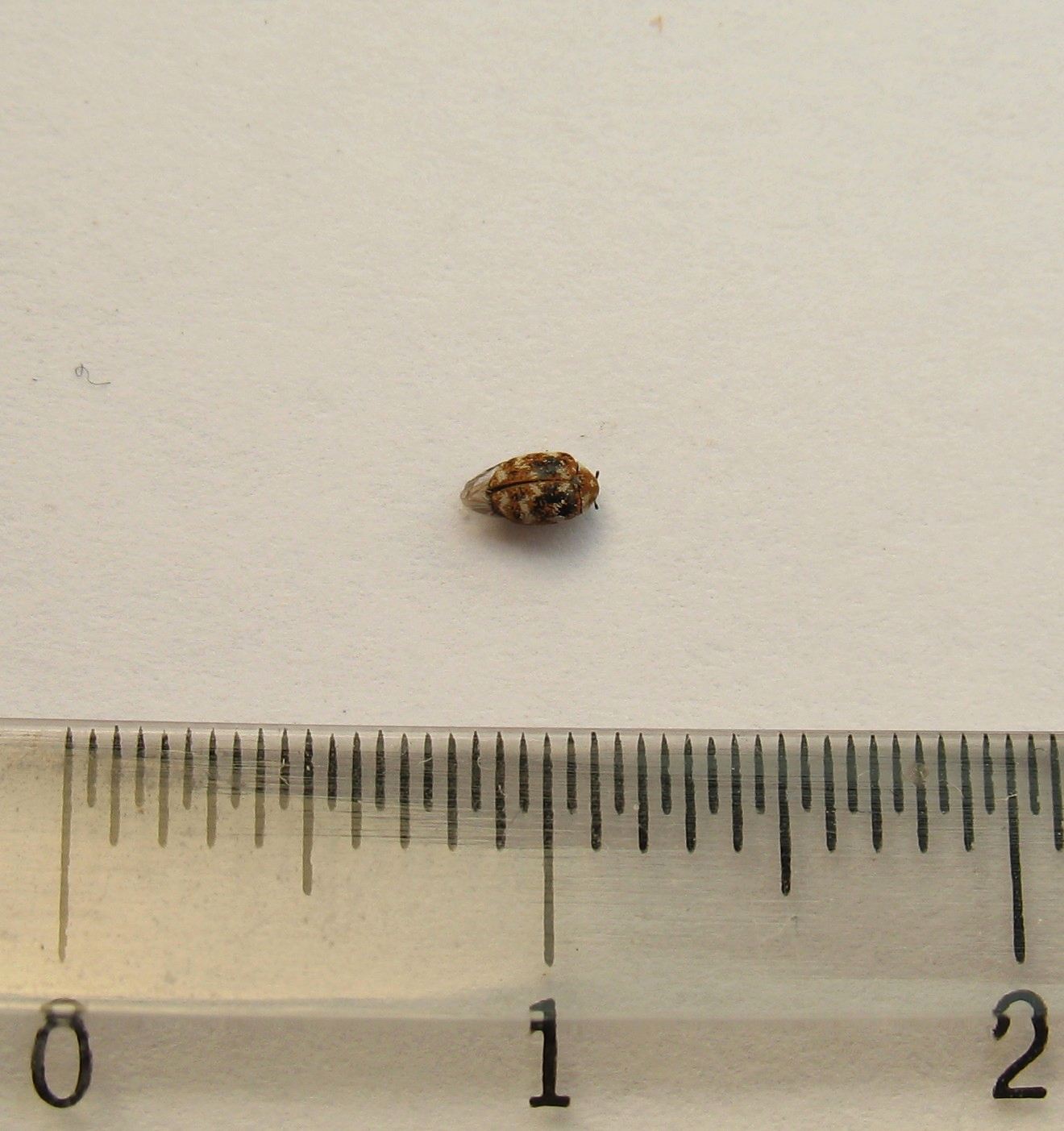 E questo cos''?? Anthrenus verbasci