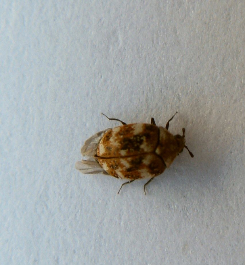 E questo cos''?? Anthrenus verbasci