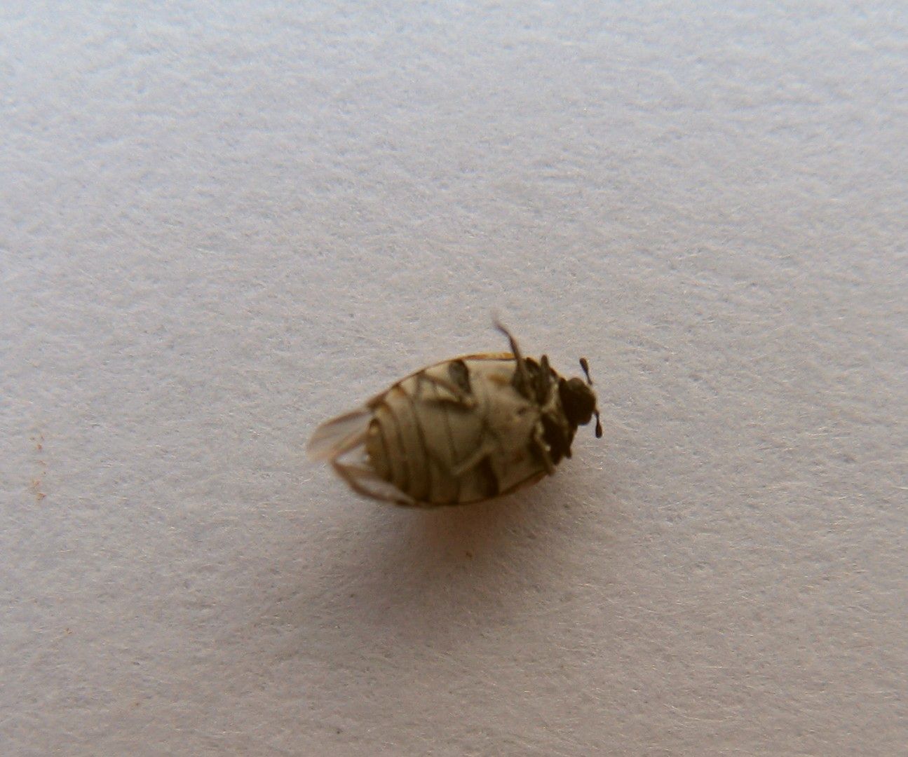 E questo cos''?? Anthrenus verbasci