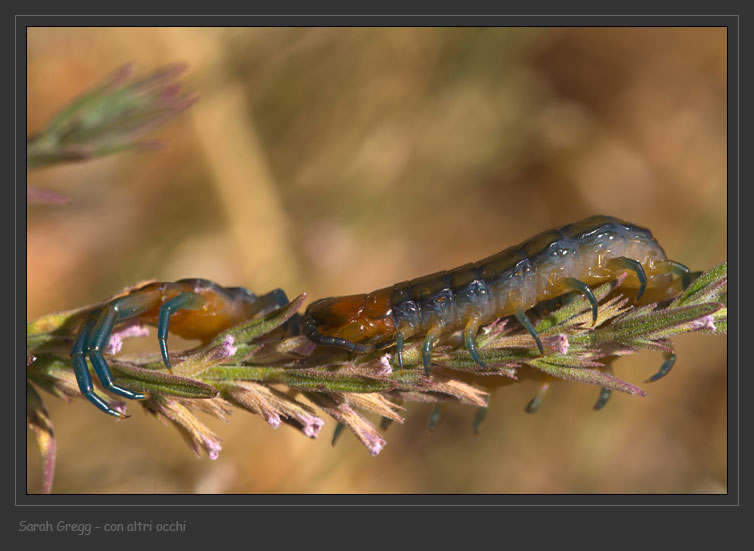 Scolopendra cingulata? No. Scolopendra oraniensis