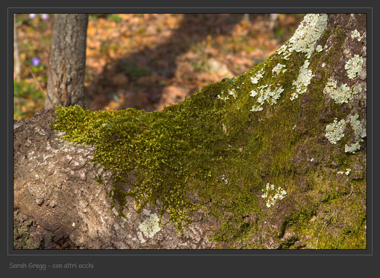 Muschio sul tronco