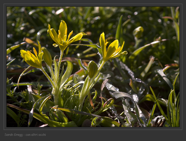 Giallo magellense - Gagea villosa