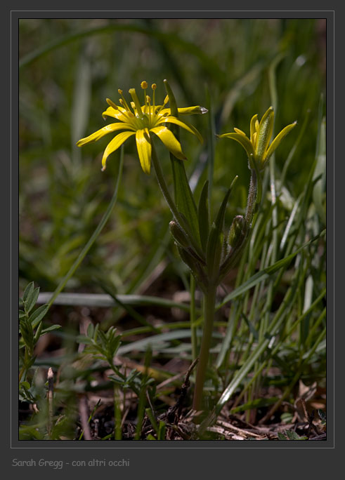 Giallo magellense - Gagea villosa