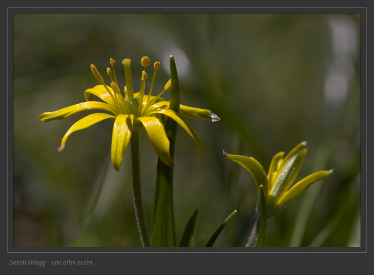 Giallo magellense - Gagea villosa