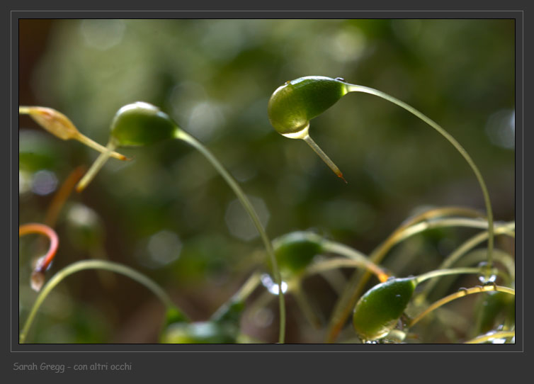 Muschio su terriccio in vaso