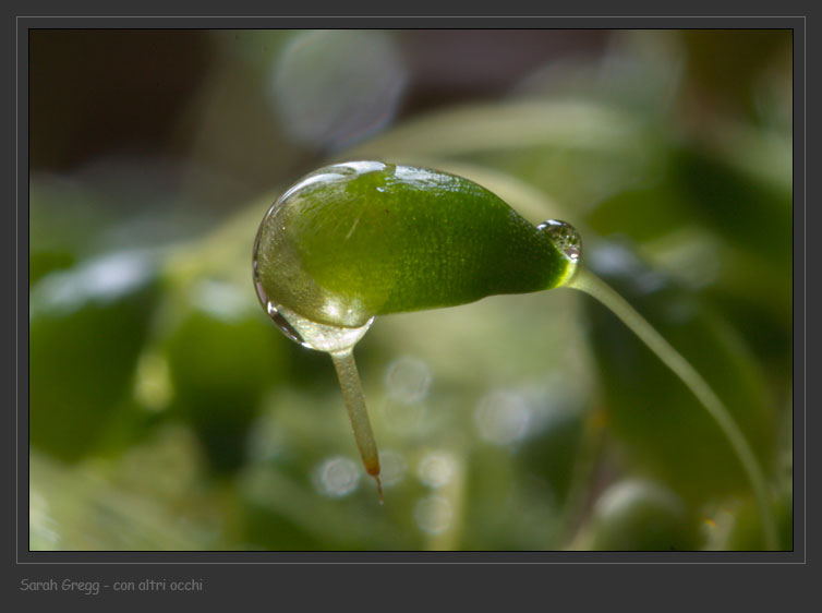 Muschio su terriccio in vaso
