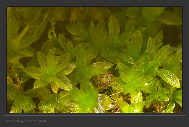 Muschio su terriccio in vaso