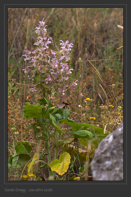 Salvia sclarea / Salvia moscatella