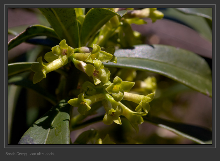 Daphne laureola / Dafne laurella
